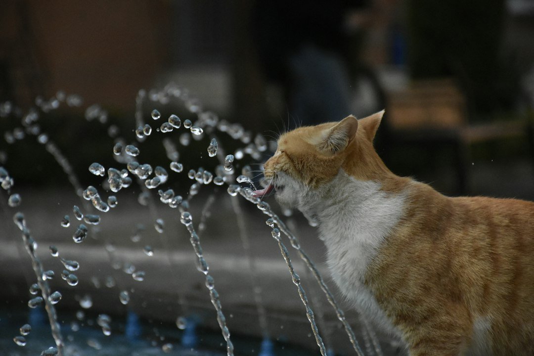 Cat drinking water