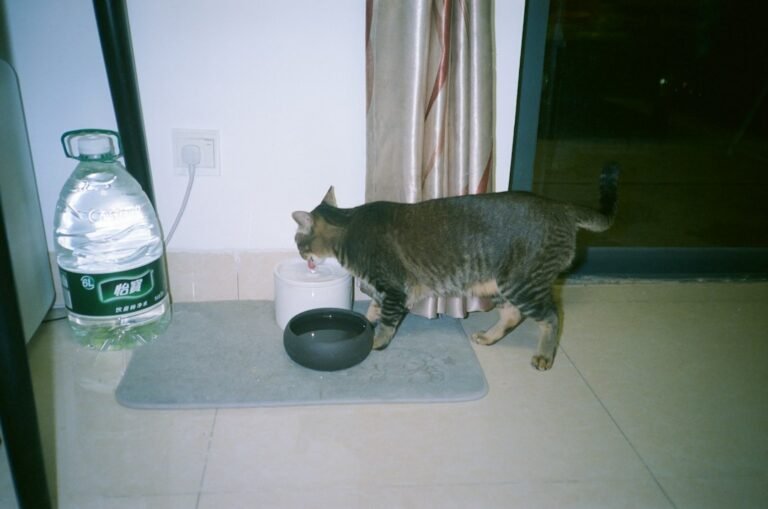 Cat drinking water indoors, illustrative image