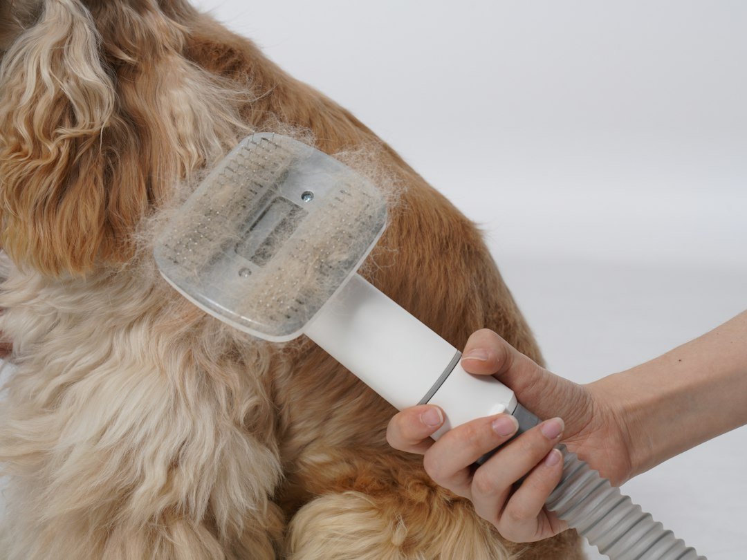 Long-haired dog being groomed with a brush, illustrative photo