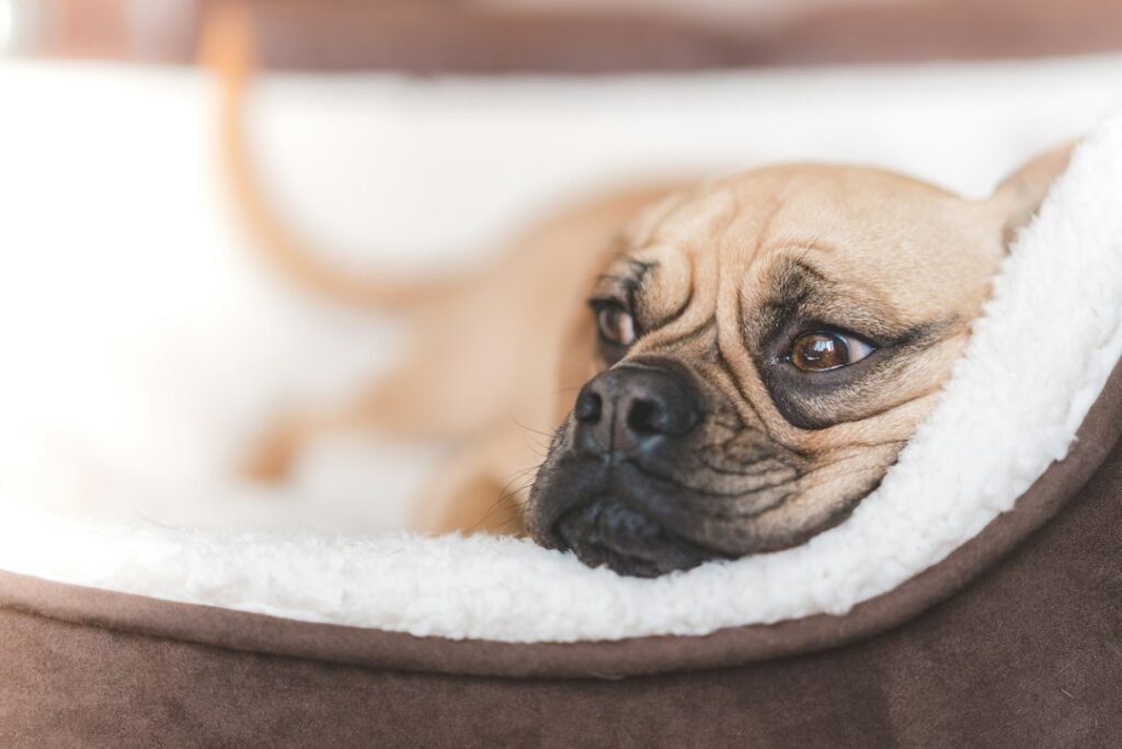 Dog lying on a pet bed, illustrative photo for dog bed buying guide