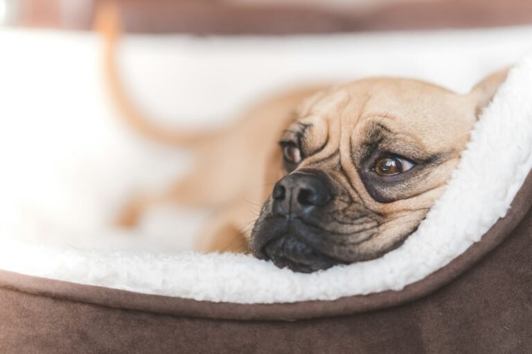 Dog lying on a pet bed, illustrative photo for dog bed buying guide