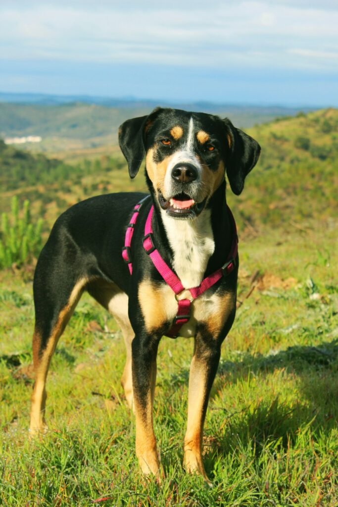 Dog outdoors, illustrative image not the specific PetSafe harness