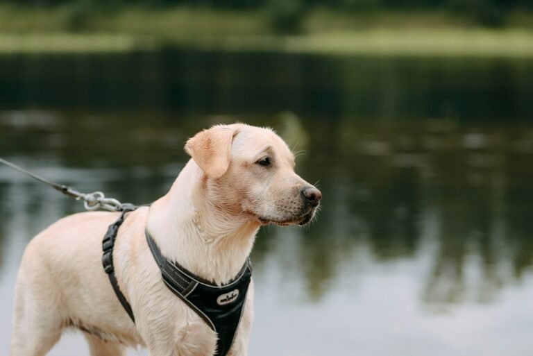Dog wearing a black harness outdoors, illustrative harness buying guide image