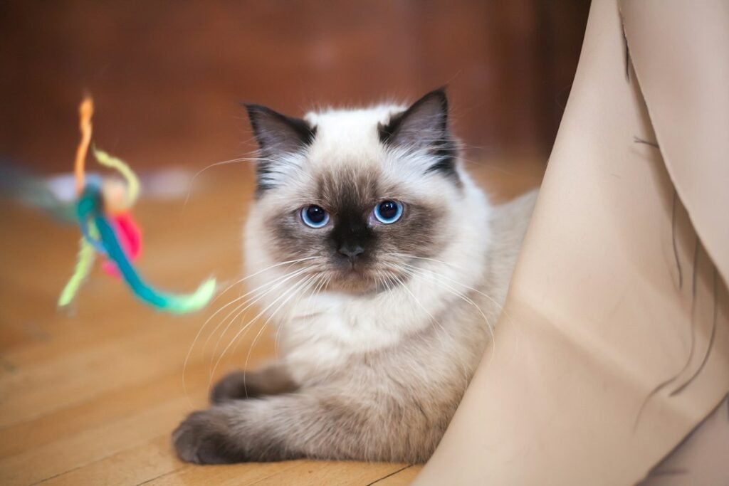 Illustrative toycat pet photograph; not the specific reviewed product