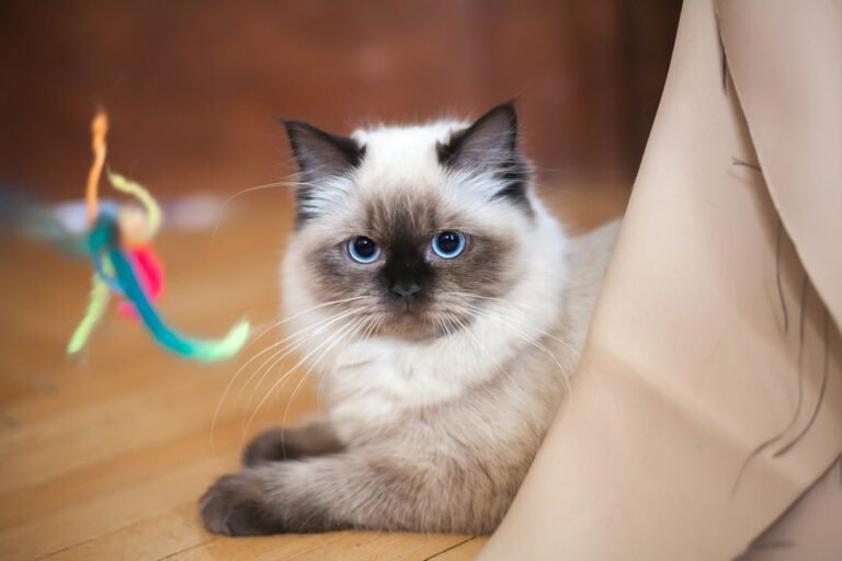 Illustrative toycat pet photograph; not the specific reviewed product