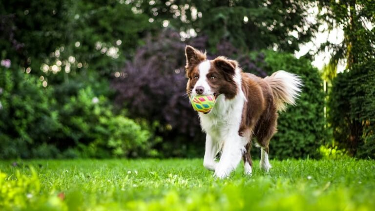Illustrative toydog pet photograph; not the specific reviewed product