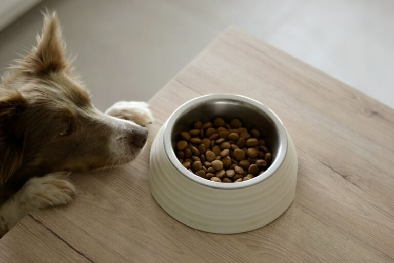 Illustrative feeding pet photograph; not the specific reviewed product