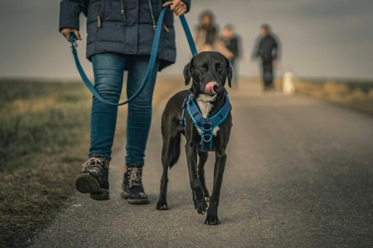Illustrative walk pet photograph; not the specific reviewed product