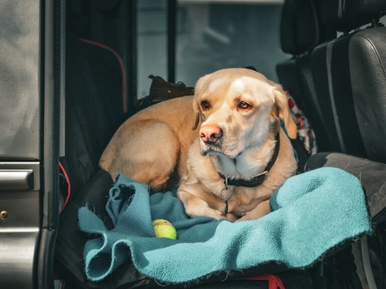 Illustrative travel pet photograph; not the specific reviewed product