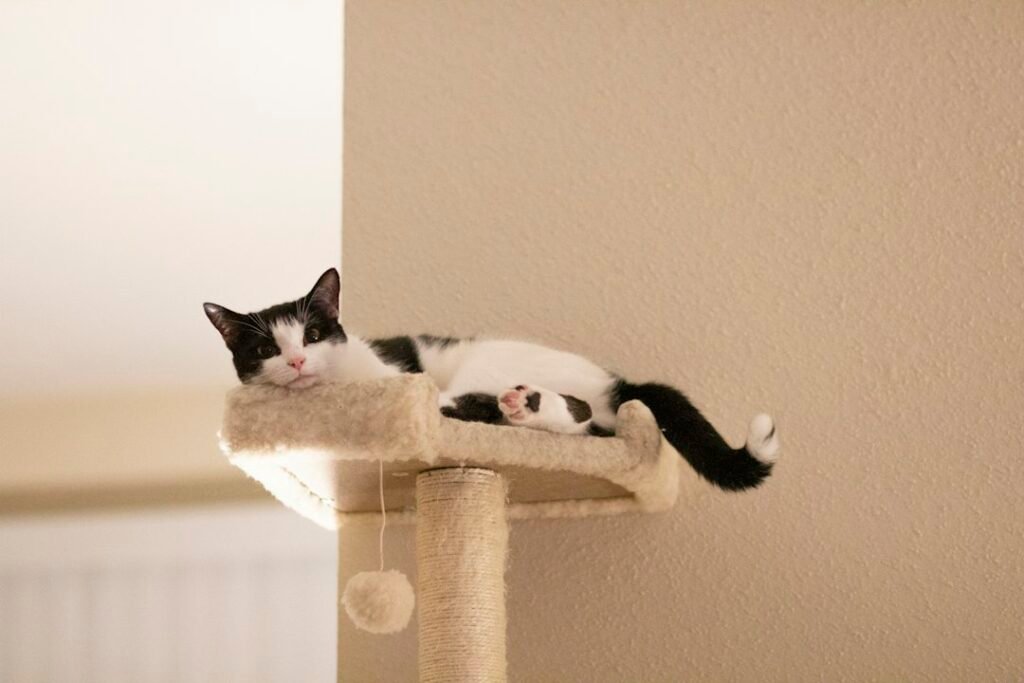Illustrative tree pet photograph; not the specific reviewed product