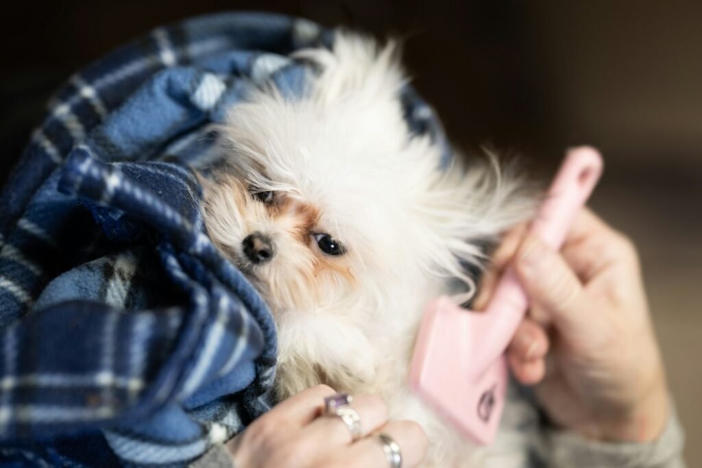 Illustrative groom pet photograph; not the specific reviewed product