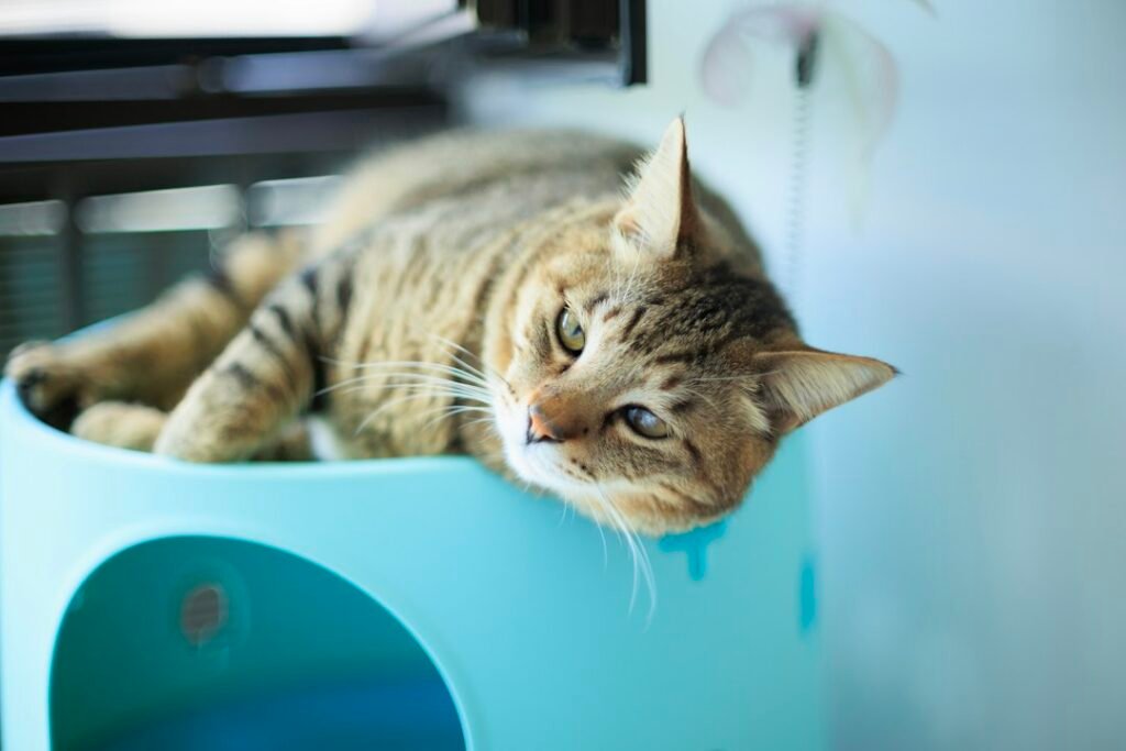 Illustrative cat pet photograph; not the specific reviewed product